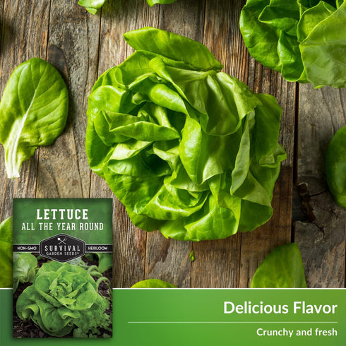 (1 Pack) All the Year Round Lettuce Seeds for Planting Slow-Bolting Butterhead Variety for Cool and Moderate Climates