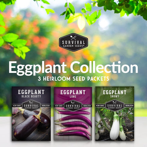 3 Survival Garden Seeds Eggplant Collection Varieties - Long Purple Italian, Black Beauty & Snowy Eggplant Seeds