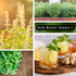 Packet (1) Sow Right Seeds - Lemon Basil Seed for Planting - Non-GMO Heirloom with Instructions to Grow a Kitchen Herb