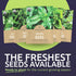Pack 5 Packs 2026 Organic Herb Seeds Variety - Individual - Season - Basil, Oregano, Dill, Thyme & Parsley. for Indoor