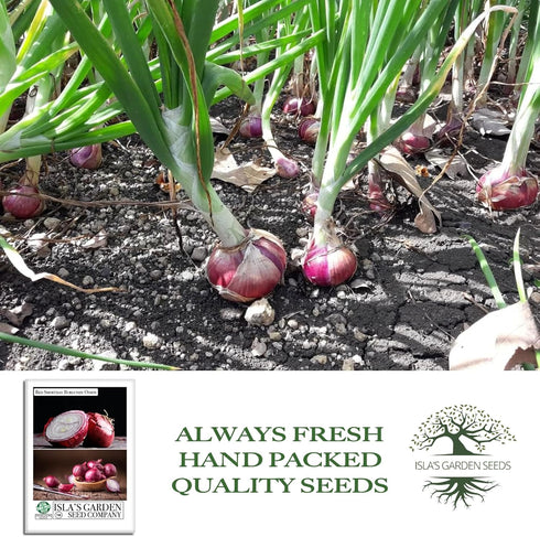 300+ Bulbs Red Shortday Burgundy Onion Seeds Heirloom Non-GMO Seeds by Islas Garden Seeds, Sweet Mild Burgundian