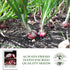 300+ Bulbs Red Shortday Burgundy Onion Seeds Heirloom Non-GMO Seeds by Islas Garden Seeds, Sweet Mild Burgundian