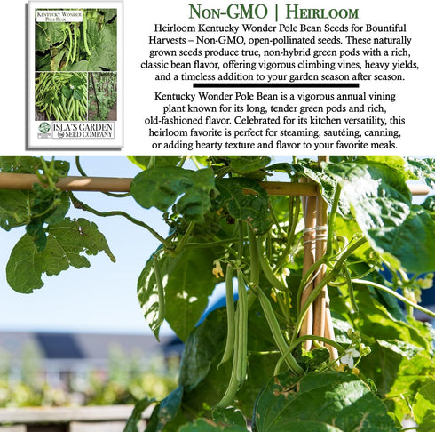 30+ Kentucky Wonder Pole Bean Seeds (Phaseolus vulgaris) Non-GMO Heirloom Seeds for Planting, Classic Climbing Variety
