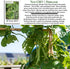 30+ Kentucky Wonder Pole Bean Seeds (Phaseolus vulgaris) Non-GMO Heirloom Seeds for Planting, Classic Climbing Variety