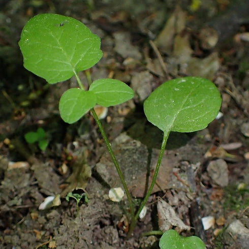 (1 Pack) Seed Needs Valerian Seeds for Planting Stink Root Plants - Non-GMO Heirloom & Untreated Perennial Medicinal