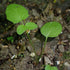 (1 Pack) Seed Needs Valerian Seeds for Planting Stink Root Plants - Non-GMO Heirloom & Untreated Perennial Medicinal