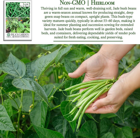 50+ Jade Bush Bean Seeds (Phaseolus vulgaris) Heirloom Non-GMO Seeds by Islas Garden Seeds, Slender Green Pods, Tender