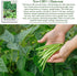 50+ Jade Bush Bean Seeds (Phaseolus vulgaris) Heirloom Non-GMO Seeds by Islas Garden Seeds, Slender Green Pods, Tender