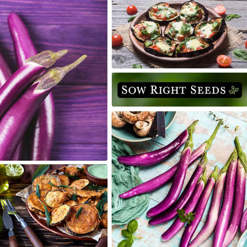 Packet (4) Sow Right Seeds - Long Purple Eggplant Seeds for Planting - Non-GMO Heirloom with Instructions to Plant an
