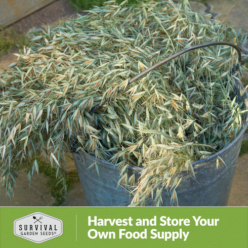 3 Packets Survival Garden Seeds Oats Cover Crop Seed for Planting - with Instructions to Plant & Grow High Yielding