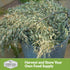 3 Packets Survival Garden Seeds Oats Cover Crop Seed for Planting - with Instructions to Plant & Grow High Yielding