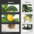 18 AceList Artificial Lemon Tree with White Pot, Faux Citrus Plant for Kitchen, Bathroom, Office or Shelf Decor