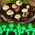 Taiyin 10 Pcs Luminous Mushroom Miniature Garden Mushrooms Outdoor Decor Waterproof Glow