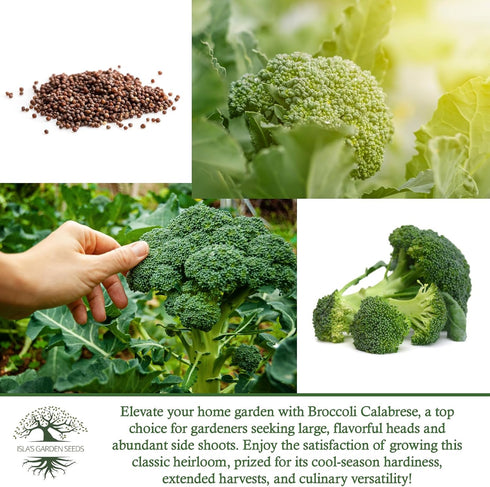1000+ Calabrese Green Sprouting Broccoli Seeds Non-GMO & Heirloom Seeds, Brassica oleracea, Cool Season Crop, Large