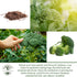 1000+ Calabrese Green Sprouting Broccoli Seeds Non-GMO & Heirloom Seeds, Brassica oleracea, Cool Season Crop, Large