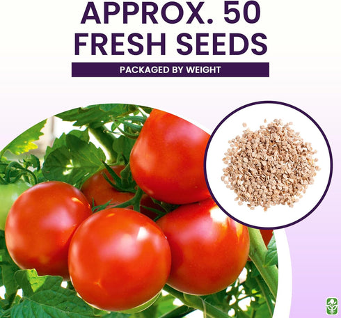 Moneymaker Tomato Seeds for Planting Large & Juicy One of the Most Delicious Tomatoes for Home Growing Vegetable Seeds