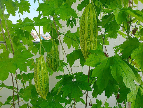 Generic 25 Organic Bitter Melon Seeds for Planting Non-GMO Bitter Gourd Kh Qua M Tri Di Heirloom Ampalaya Seeds