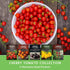 5 Pack Cherry Tomato Seeds for Planting Variety with Tiny Tim, Black Cherry, Yellow Pear, Large Red & Orange | Heirloom