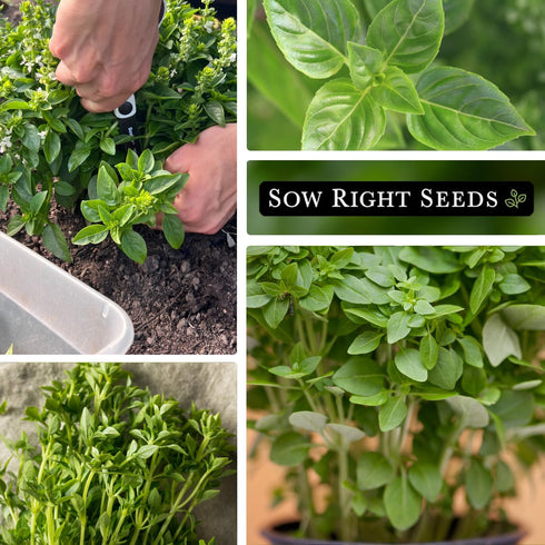 Packet (1) Sow Right Seeds - Greek Basil Seed for Planting - Non-GMO Heirloom with Instructions for Easy Planting