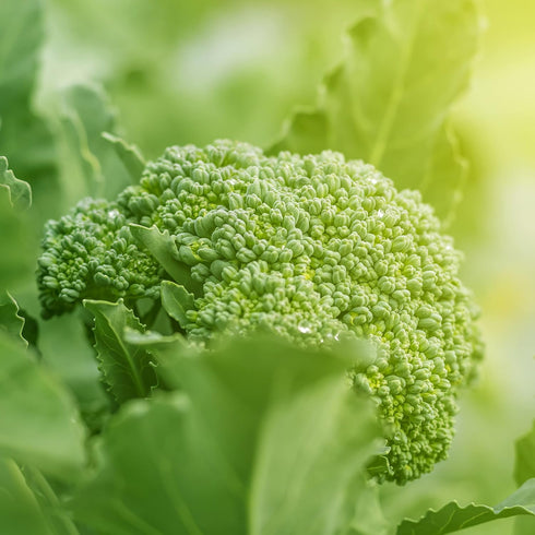Purely Organic Products LLC 29) 750 Purely Organic Broccoli Seeds (Waltham - Approx Seeds - USDA Organic, Non-GMO, Open