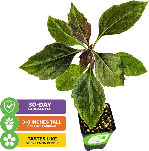 (2-Pack) Okinawa Spinach - Gynura crepioides - Wellspring Garden Starter Plant - Easy to Grow Edible Plant - Vegetable