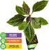 (2-Pack) Okinawa Spinach - Gynura crepioides - Wellspring Garden Starter Plant - Easy to Grow Edible Plant - Vegetable