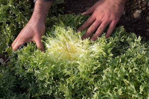 SeedsUA Seeds Endive Lettuce Yellow Heart Curly Frisee Chicory for Salad Vegetable Garden Heirloom for Planting Non GMO