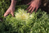 SeedsUA Seeds Endive Lettuce Yellow Heart Curly Frisee Chicory for Salad Vegetable Garden Heirloom for Planting Non GMO