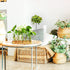 10 Renmxj Plant Propagation Station, Plant Terrarium with Wooden Stand for Hydroponics Plants Office Decor Unique