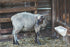 2 Pack, 5.5 Chicken Feeder Waterer, Goat Feeder - Quart, for Goats Chickens Duck Sheeple Dogs Piglets Deers Gooses