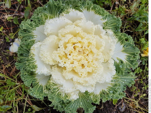 NIKA SEEDS 50-100 Seeds Vegetable Flowering Kale Mix (Ornamental Cabbage) Large Leaf - Seeds