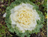 NIKA SEEDS 50-100 Seeds Vegetable Flowering Kale Mix (Ornamental Cabbage) Large Leaf - Seeds