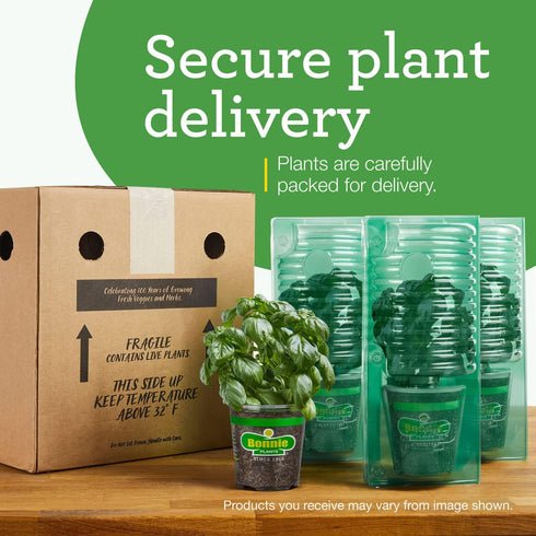 4 Pack, Bonnie PLANTS Husky Cherry Red Tomato Live Vegetable Plants - Non-GMO, Bite Sized, Disease Resistant