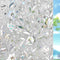 Kromapolis Window Privacy Film, Vinyl Glass Covering, Stained Decorative Film Frosted, Static Window Clings,