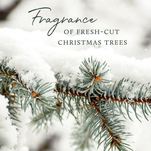 Thymes Frasier Fir Pine Needle Candle - Holiday Candles with Notes of Crisp Siberian Fir, Cedarwood & Sandalwood, 6.5 oz