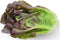 1000 Red Romaine Lettuce Seeds - Heirloom, Non-GMO, USA Grown, Premium Lettuce