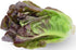 1000 Red Romaine Lettuce Seeds - Heirloom, Non-GMO, USA Grown, Premium Lettuce