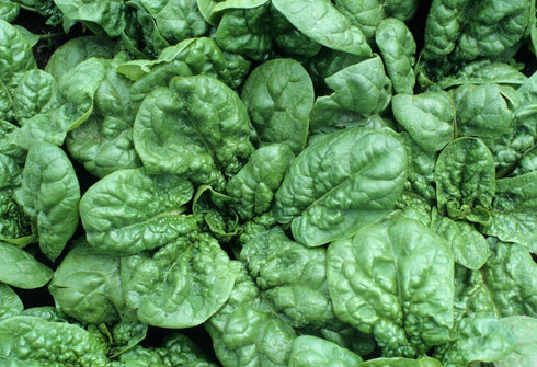 SeedsUA 300 Year-Round Giant Spinach Seeds Green Heirloom Vegetable for Planting Non GMO Seeds
