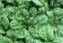 SeedsUA 300 Year-Round Giant Spinach Seeds Green Heirloom Vegetable for Planting Non GMO Seeds