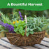 10 Pack 7,000+ Herb Seeds Variety - Heirloom Non-GMO Seeds - Basil, Cilantro, Lavender, Parsley, Dill, Thyme, Chives