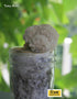 Lion's Mane Mushroom Liquid Culture - Root Mushroom Farm