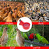 Pack 16 Set of Automatic Chicken Drinkers with Drill,Chicken Water Dispenser,Water Drinker,Poultry Drinker