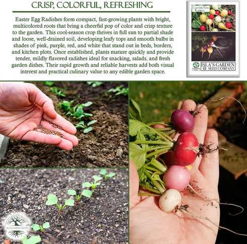 250+ Easter Egg Radish Seeds (Raphanus sativus) Non GMO & Heirloom Seeds by Islas Garden Seeds, Colorful Fast-Growing