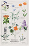 Now Designs Edible Flowers Printed Kitchen Towel, 18x28 inches
