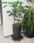 14 Inch 400lbs 2 Pack CASIMR Plant Caddy with Wheels Rolling Plant Stand, Heavy Duty Planter Dolly Indoor Outdoor