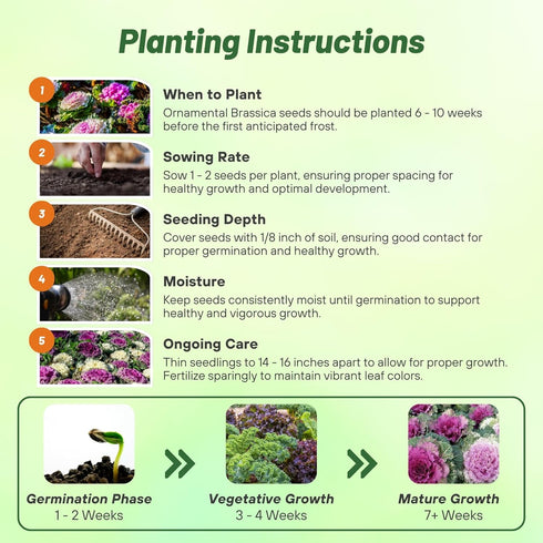 1000 Outsidepride Ornamental Kale Seeds - Pcs. Annual, Easy to Grow & Cold Hardy, Flower Seeds for Planting Edible