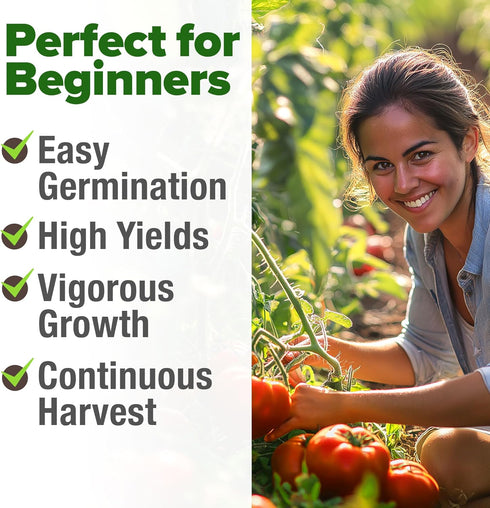 300+ Summer HOME GROWN Beefsteak Tomato Seeds Heirloom Non-GMO Seeds for Planting, High Germination, Indeterminate