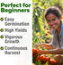 300+ Summer HOME GROWN Beefsteak Tomato Seeds Heirloom Non-GMO Seeds for Planting, High Germination, Indeterminate
