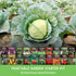 20 Vegetable Garden Starter Kit Variety Heirloom Non-GMO Seeds for Planting | Giftable Family Garden Kit for Beginner