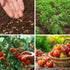 1,500+ 10 Tomato Seeds, Heirloom Vegetable Seed for Planting Indoor Outdoor, Varieties Salad Tomato Seeds Garden